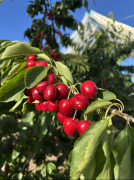 地展现智利车厘子发展